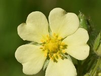 Potentilla recta 25, Rechte ganzerik, Saxifraga-Sonja Bouwman