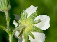 Potentilla rupestris 12, Saxifraga-Sonja Bouwman  Rotsganzerik - Potentilla rupestris - Rosaceae familie