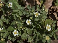 Potentilla sterilis 20, Aardbeiganzerik, Saxifraga-Willem van Kruijsbergen