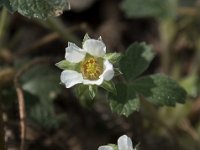 Potentilla sterilis 21, Aardbeiganzerik, Saxifraga-Willem van Kruijsbergen