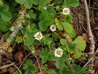 Potentilla sterilis 22, Aardbeiganzerik, Saxifraga-Hans Grotenhuis