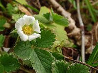 Potentilla sterilis 23, Aardbeiganzerik, Saxifraga-Hans Grotenhuis