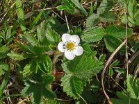 Potentilla sterilis 24, Aardbeiganzerik, Saxifraga-Hans Grotenhuis