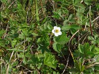 Potentilla sterilis 25, Aardbeiganzerik, Saxifraga-Hans Grotenhuis
