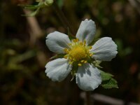 Potentilla sterilis 1, Aardbeiganzerik, Saxifraga-Willem van Kruijsbergen
