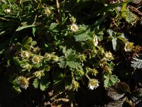 Potentilla sterilis 10, Aardbeiganzerik, Saxifraga-Ed Stikvoort