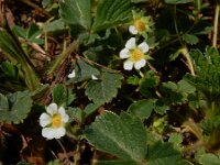 Potentilla sterilis 16, Aardbeiganzerik, Saxifraga-Ed Stikvoort