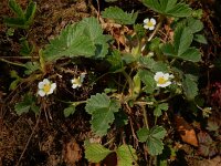 Potentilla sterilis 17, Aardbeiganzerik, Saxifraga-Ed Stikvoort
