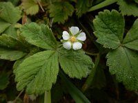 Potentilla sterilis 18, Aardbeiganzerik, Saxifraga-Ed Stikvoort