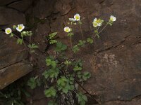 Potentilla sterilis 3, Aardbeiganzerik, Saxifraga-Willem van Kruijsbergen