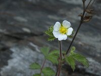 Potentilla sterilis 4, Aardbeiganzerik, Saxifraga-Willem van Kruijsbergen