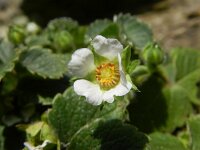 Potentilla sterilis 8, Aardbeiganzerik, Saxifraga-Rutger Barendse