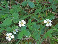 Potentilla sterilis 9, Aardbeiganzerik, Saxifraga-Jeroen Willemsen