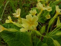 Primula acaulis 74, Stengeloze sleutelbloem, Saxifraga-Hans Grotenhuis