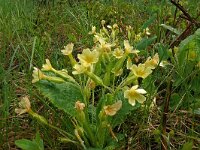 Primula acaulis 75, Stengeloze sleutelbloem, Saxifraga-Hans Grotenhuis