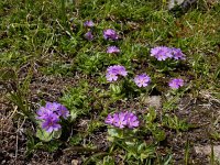 Primula algida 10, Saxifraga-Ed Stikvoort