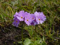 Primula algida 12, Saxifraga-Ed Stikvoort