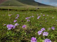 Primula algida 7, Saxifraga-Ed Stikvoort