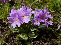 Primula algida 9, Saxifraga-Ed Stikvoort