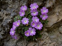 Primula allionii 25, Saxifraga-Harry Jans  Primula allionii