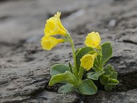 Primula auricula 38, Saxifraga-Luuk Vermeer