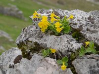 Primula auricula 39, Saxifraga-Luuk Vermeer