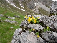 Primula auricula 40, Saxifraga-Luuk Vermeer