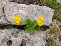 Primula auricula 42, Saxifraga-Luuk Vermeer