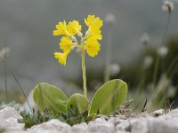 Primula auricula 45, Saxifraga-Luuk Vermeer