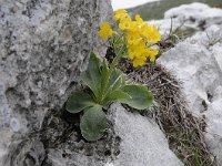 Primula auricula 51, Saxifraga-Luuk Vermeer