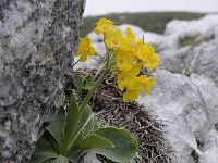 Primula auricula 52, Saxifraga-Luuk Vermeer