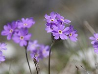 Primula farinosa 37, Saxifraga-Luuk Vermeer