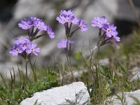 Primula farinosa 38, Saxifraga-Luuk Vermeer