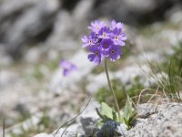 Primula farinosa 41, Saxifraga-Luuk Vermeer