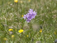 Primula farinosa 43, Saxifraga-Luuk Vermeer