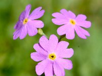 Primula farinosa 45, Saxifraga-Sonja Bouwman  Bird's eye primrose - Primula farinosa - Primulaceae familie