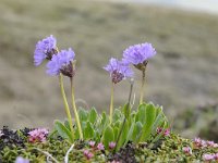 Primula glutinosa 13, Saxifraga-Luuk Vermeer