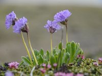 Primula glutinosa 14, Saxifraga-Luuk Vermeer