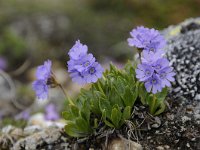 Primula glutinosa 19, Saxifraga-Luuk Vermeer