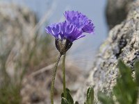 Primula glutinosa 2, Saxifraga-Luuk Vermeer