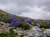 Primula glutinosa 20, Saxifraga-Luuk Vermeer