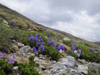 Primula glutinosa 21, Saxifraga-Luuk Vermeer