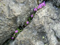 Primula hirsuta 11, Saxifraga-Luuk Vermeer