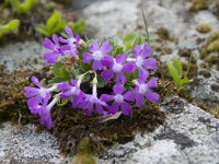 Primula hirsuta 13, Saxifraga-Luuk Vermeer