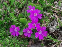 Primula hirsuta 3, Saxifraga-Harry Jans