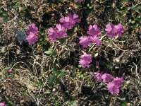 Primula hirsuta 33, Saxifraga-Jan van der Straaten