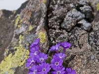 Primula hirsuta 5, Saxifraga-Luuk Vermeer