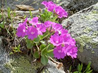 Primula hirsuta 7, Saxifraga-Luuk Vermeer