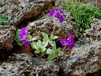 Primula marginata 1, Saxifraga-Willem van Kruijsbergen