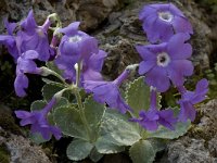 Primula marginata 2, Saxifraga-Willem van Kruijsbergen